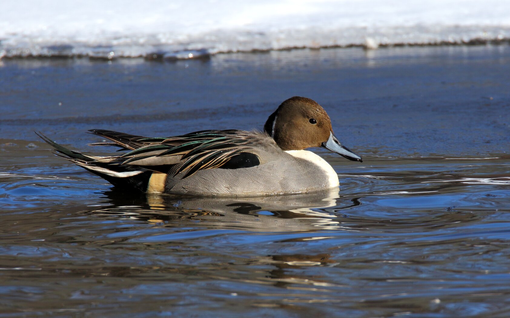 The elegant Northern Pintail regulary winters in the Freshkill waterways. Photo: Isaac Grant