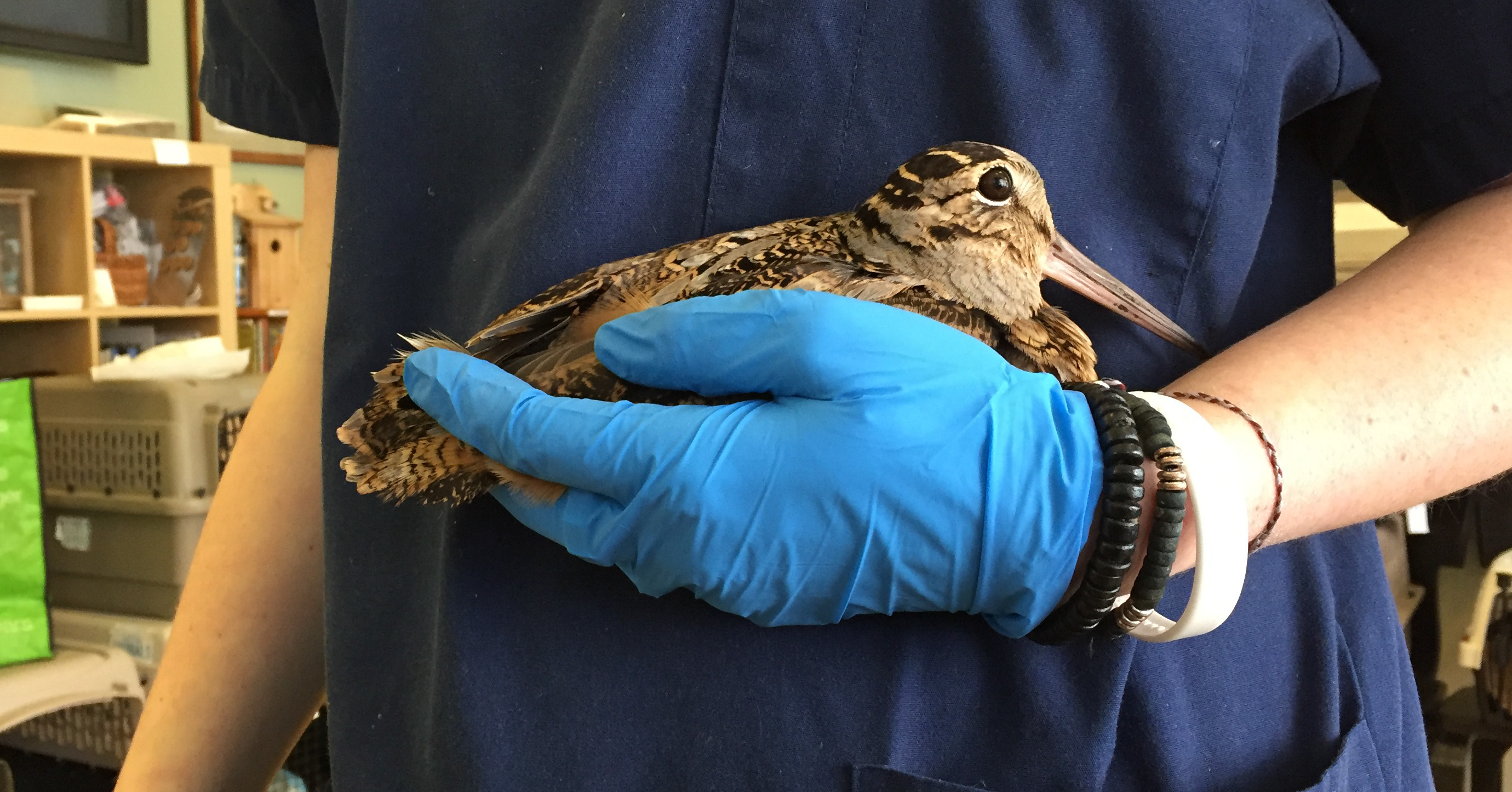 Injured American Woodcock recovering at the Wild Bird Fund. Photo: MaryJane Boland