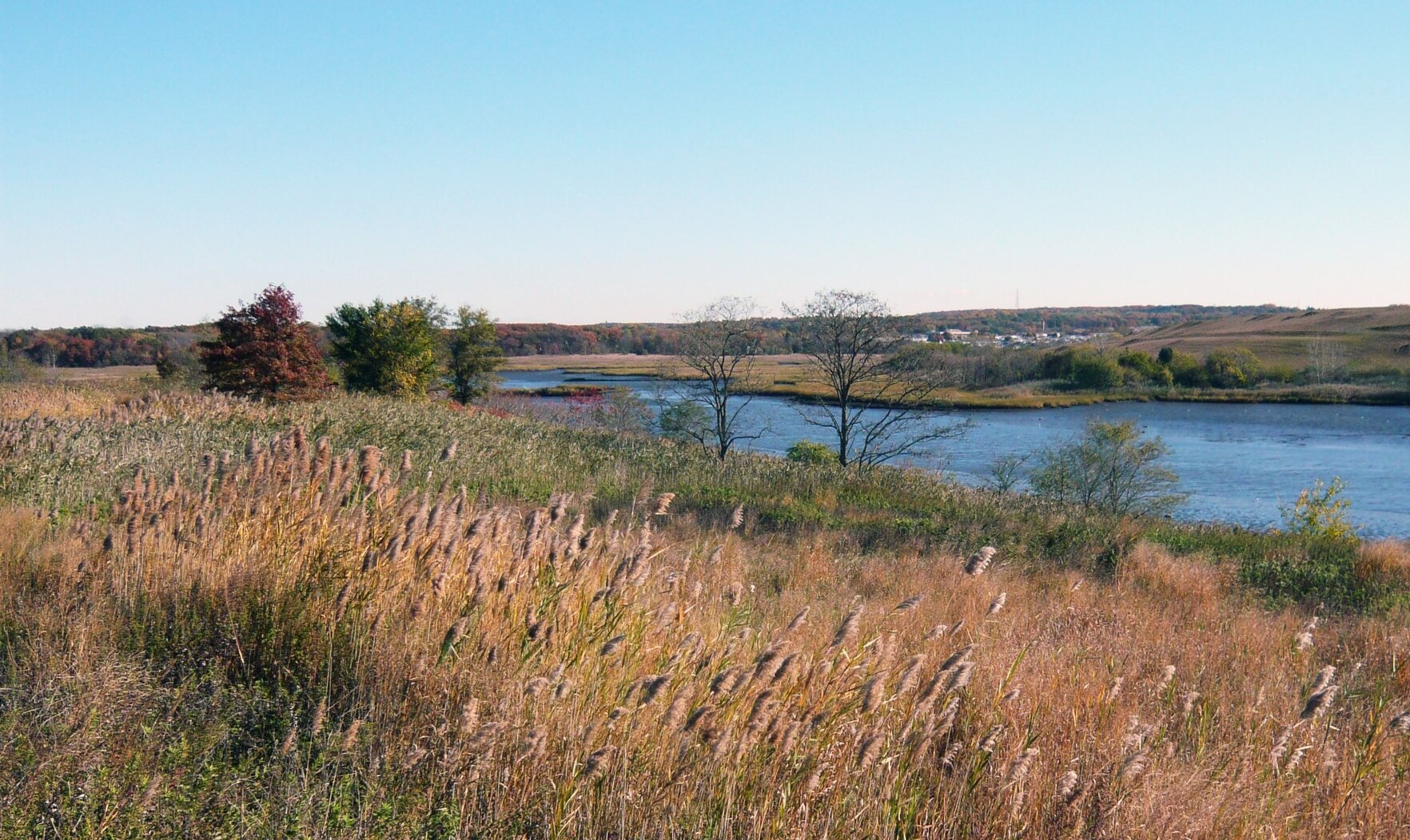 Freshkills Park attracts over 200 bird species through the year. Photo: Freshkills Park Alliance