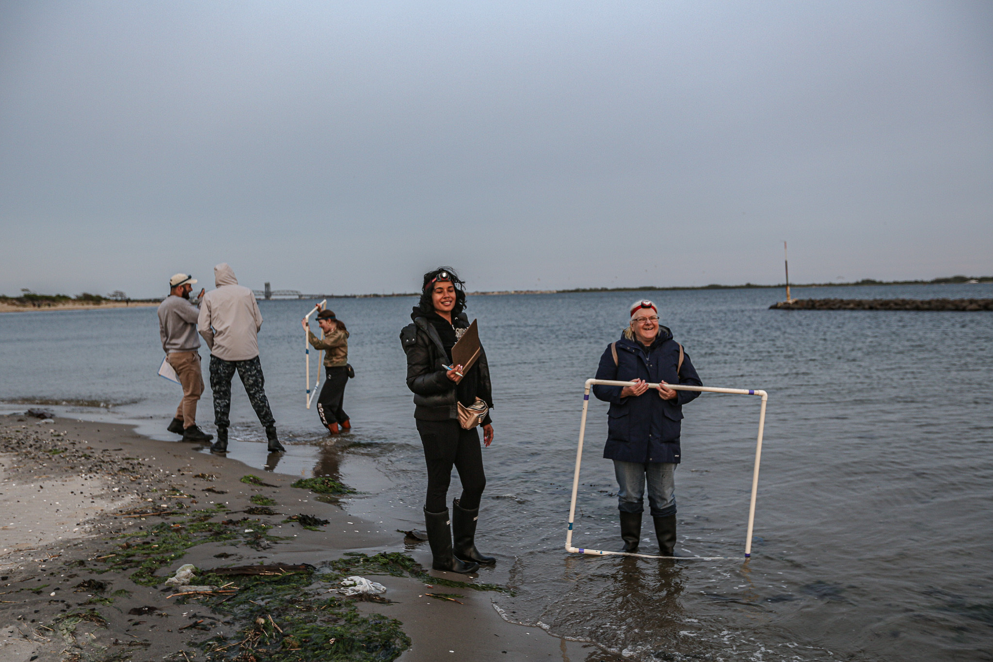 Horseshoe Crab Monitors walk along the beach at Jamaica Bay. Photo: Bianca Otero