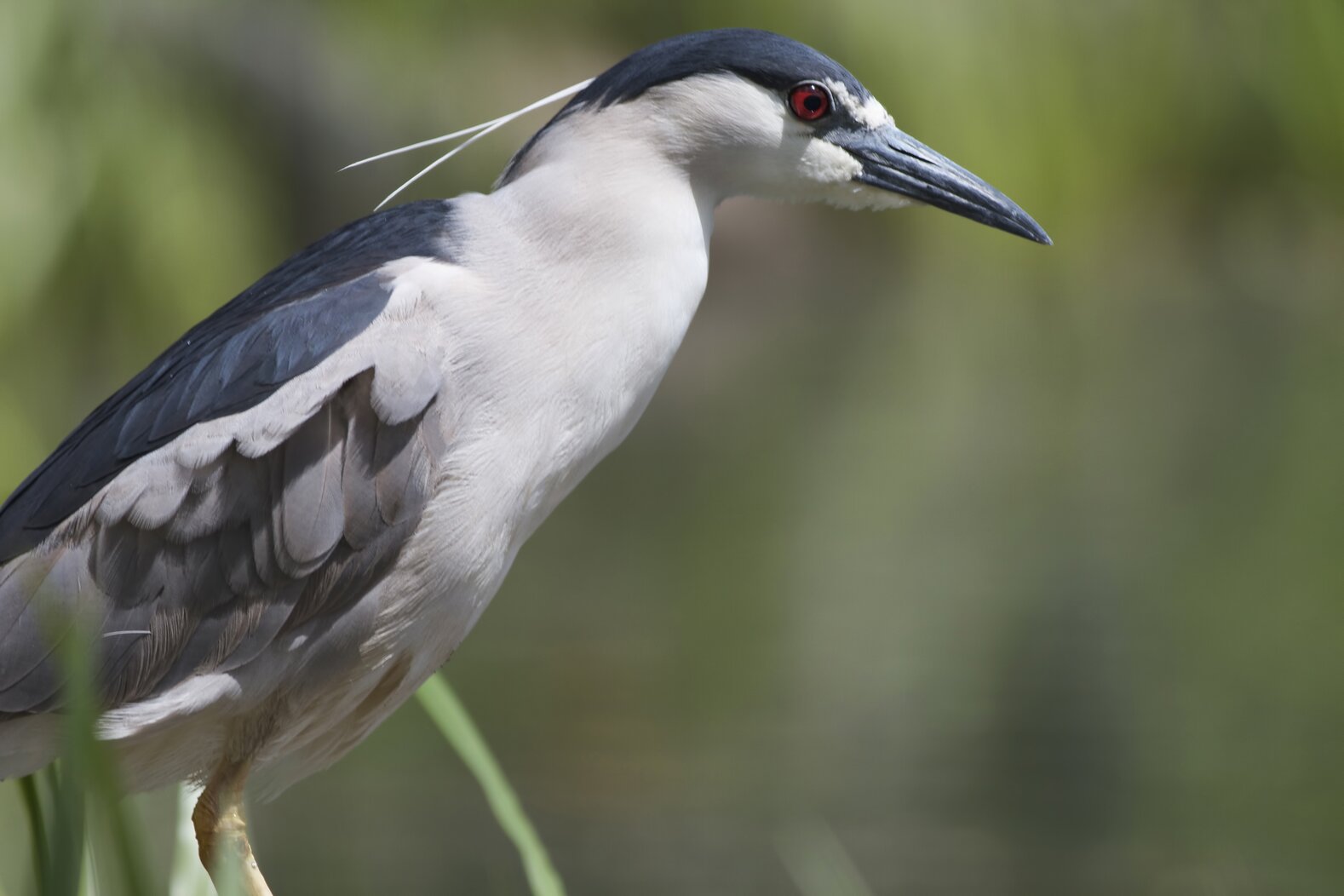 Black-crowned Night-Heronsare the most abundant breeding wading bird in New York harbor. Photo: Bill Benish/CC BY-NC-ND 2.0