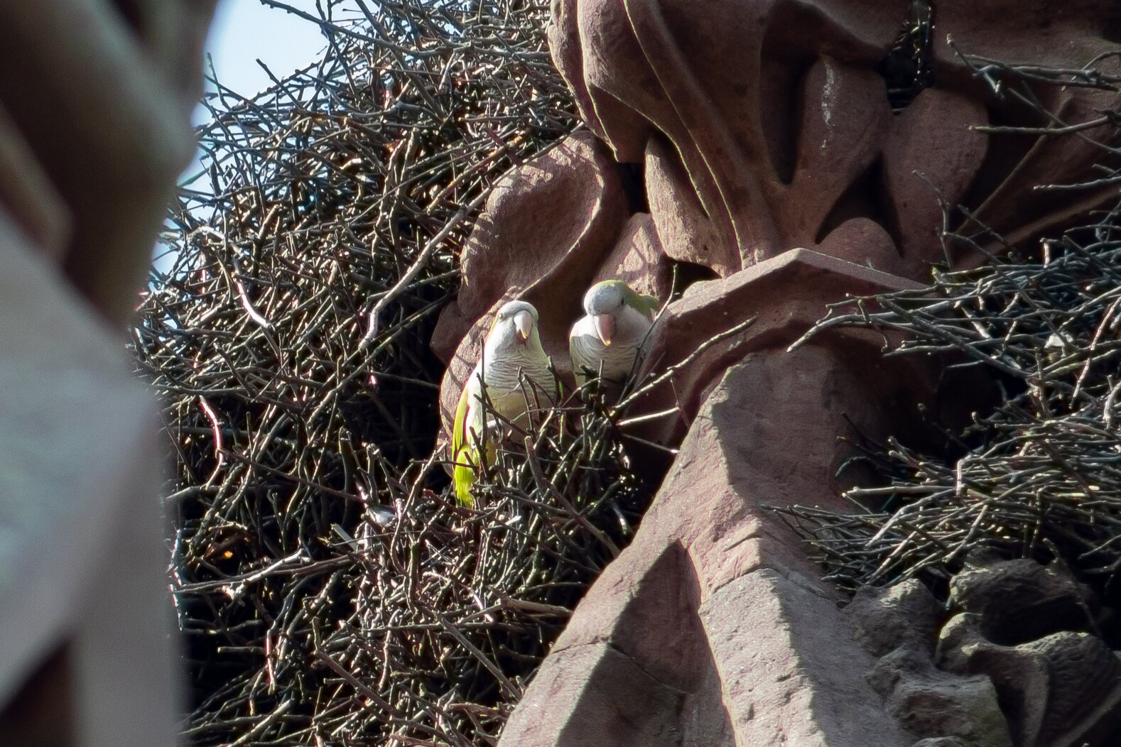 The South American Monk Parakeet is a popular resident of Green-Wood Cemetery. Photo: Ryan F. Mandelbaum
