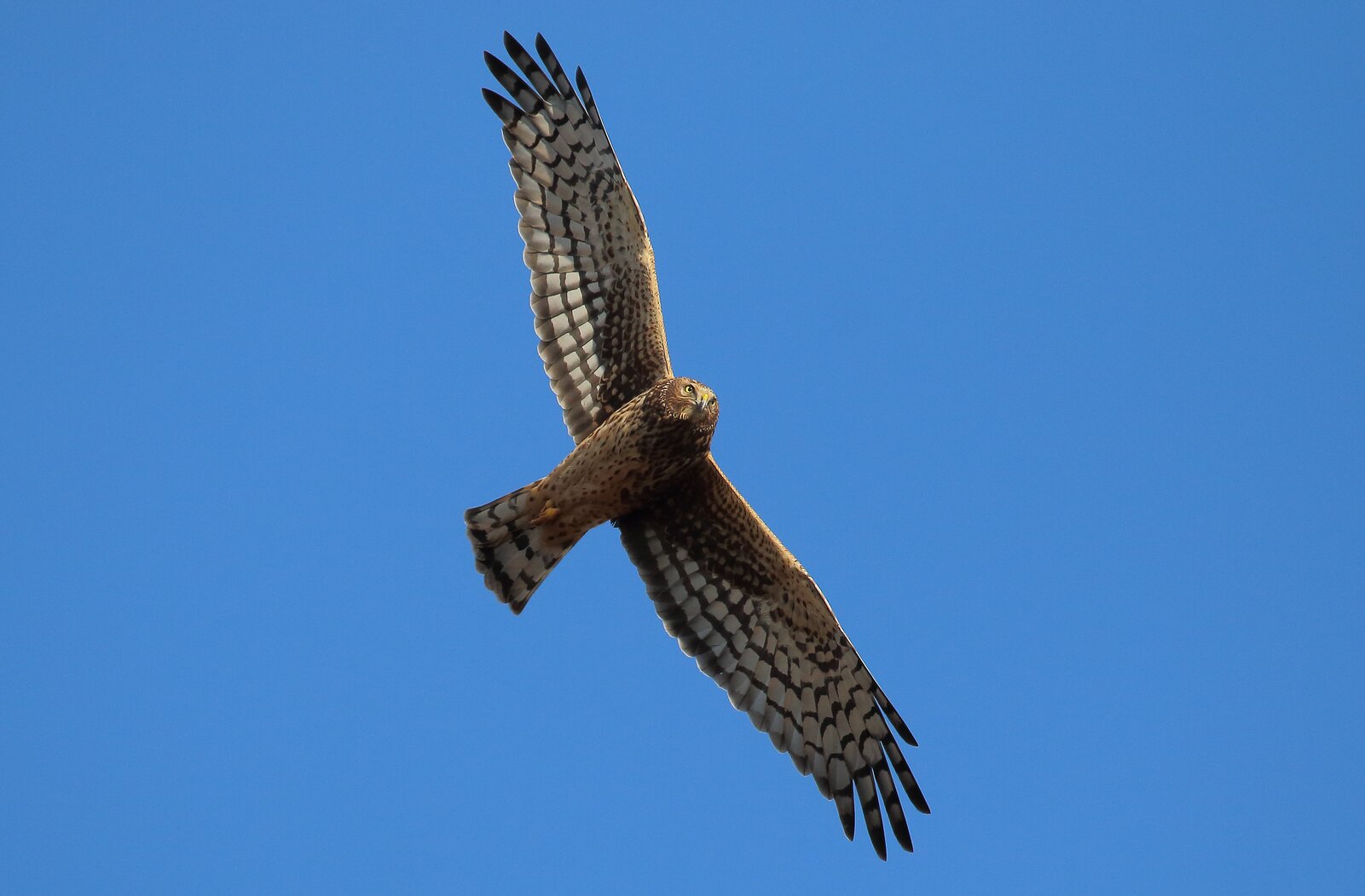 Northern Harries hunt low over the Brookfield Park marsh. Photo: Ryan F. Mandelbaum
