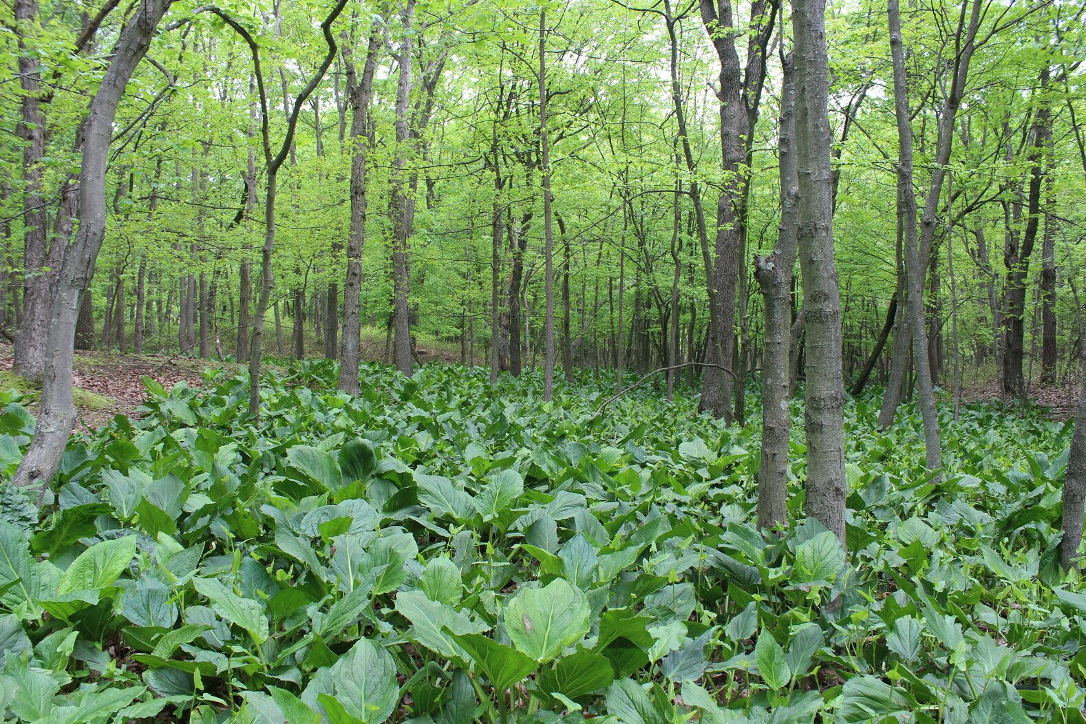 Skunk Cabbage fills Ellis Swamp. Photo: Dave Ostapiuk