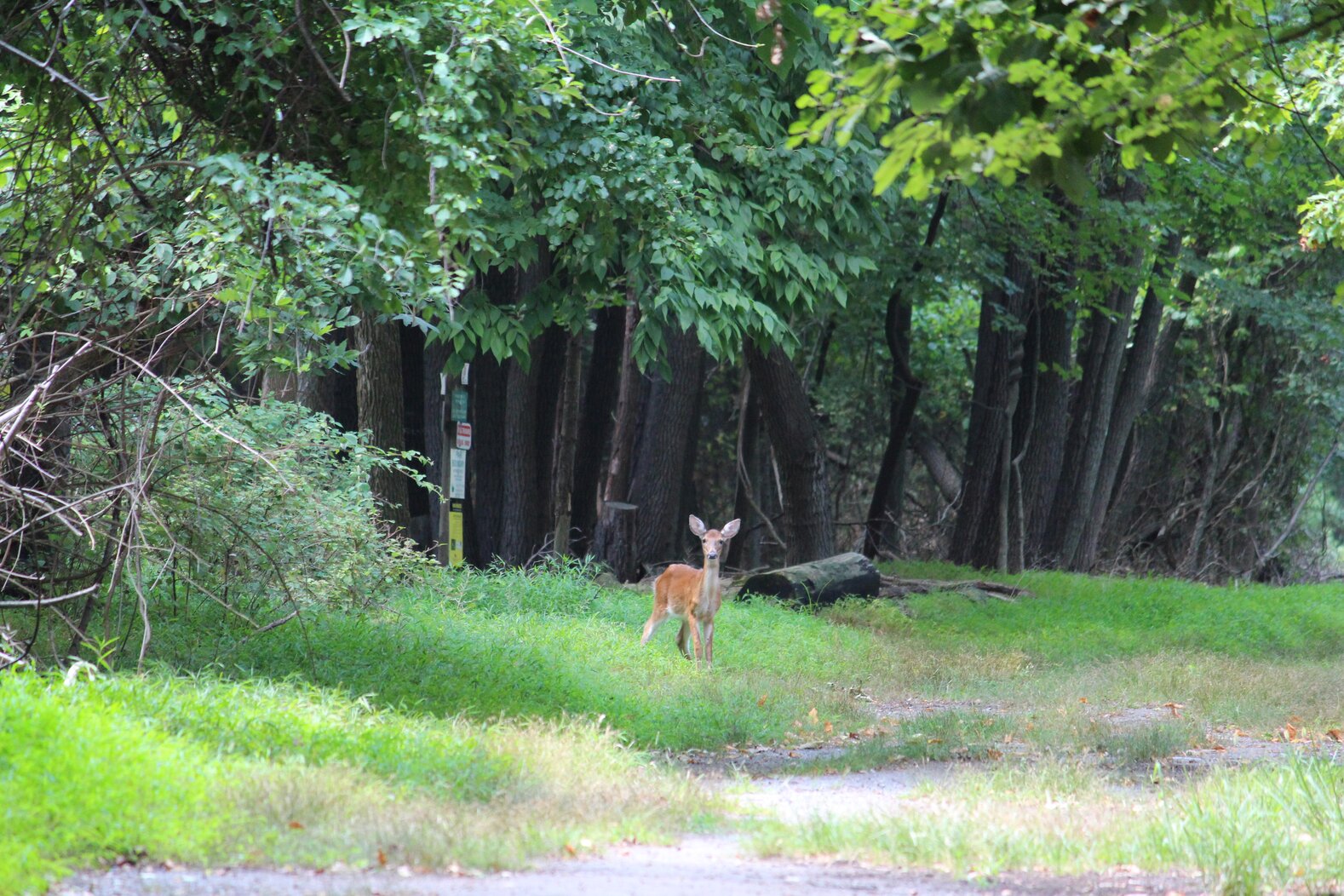 White-tailed Deer abound in Clay Pit Ponds State Park. Photo: Dave Ostapiuk