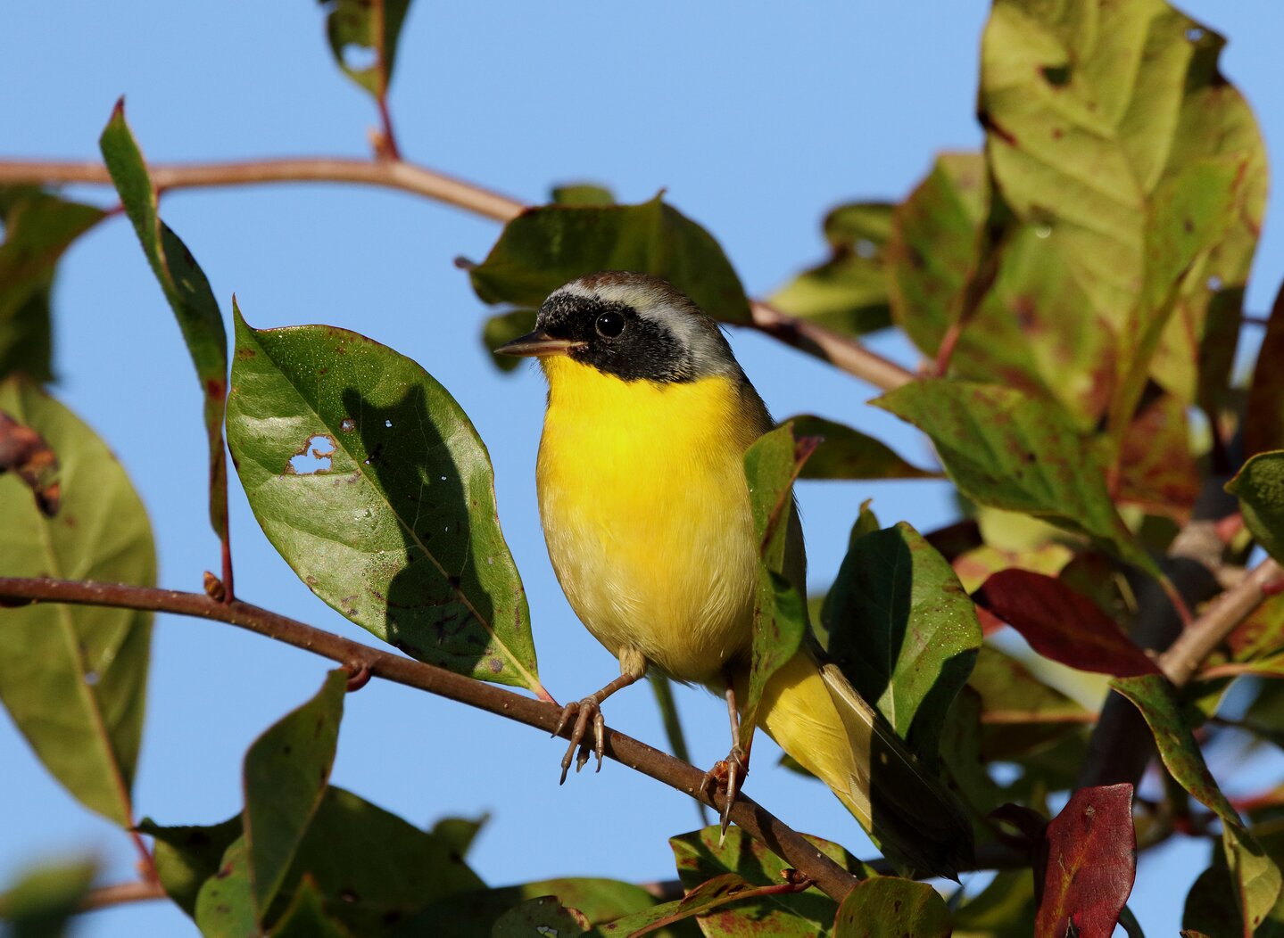 Common Yellowthroats like the shrubby habitat of Seaside Wildlife Nature Park. Photo: Isaac Grant