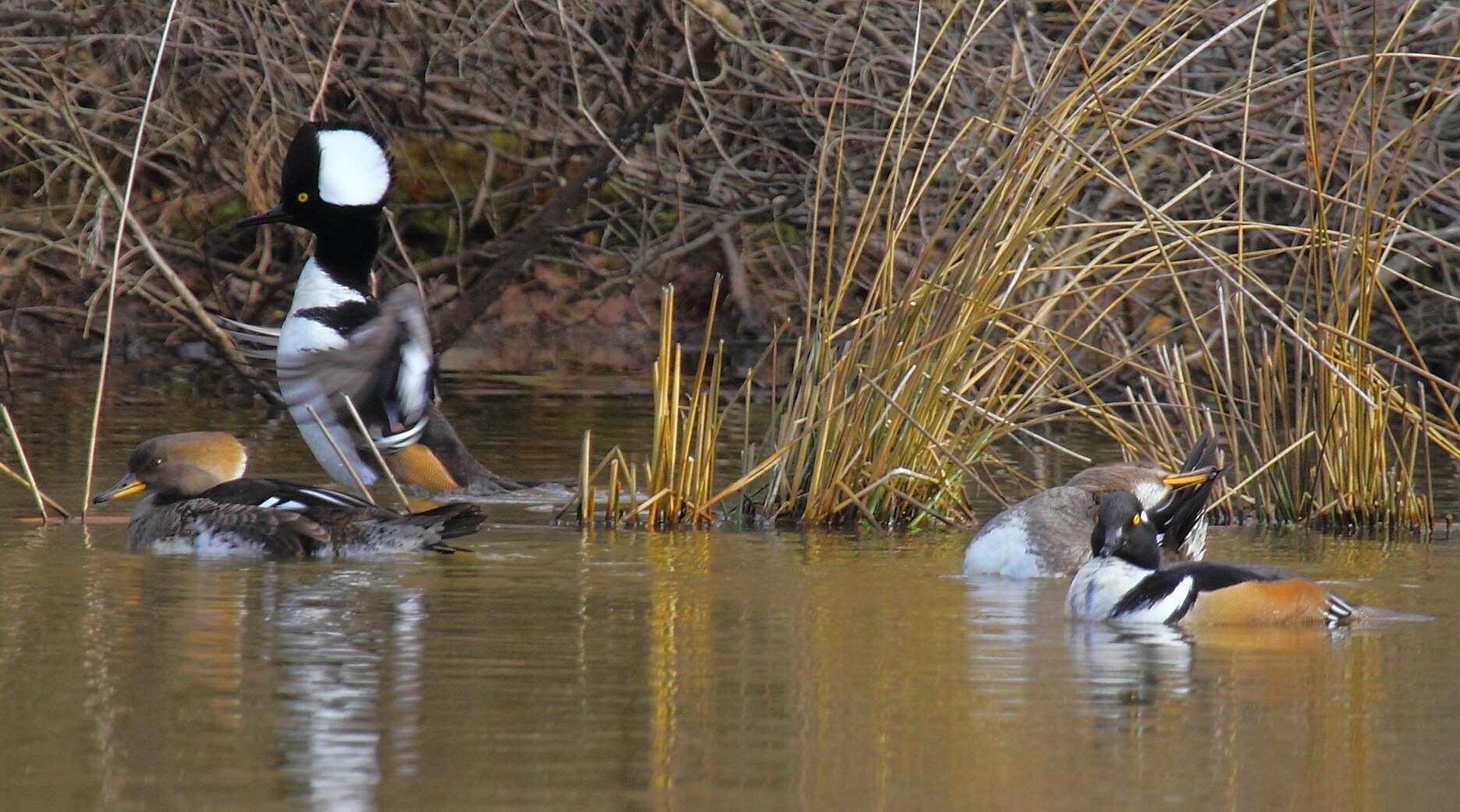Hooded Mergansersvisit Resurrection Cemetery in the winter. Photo: Lawrence Pugliares