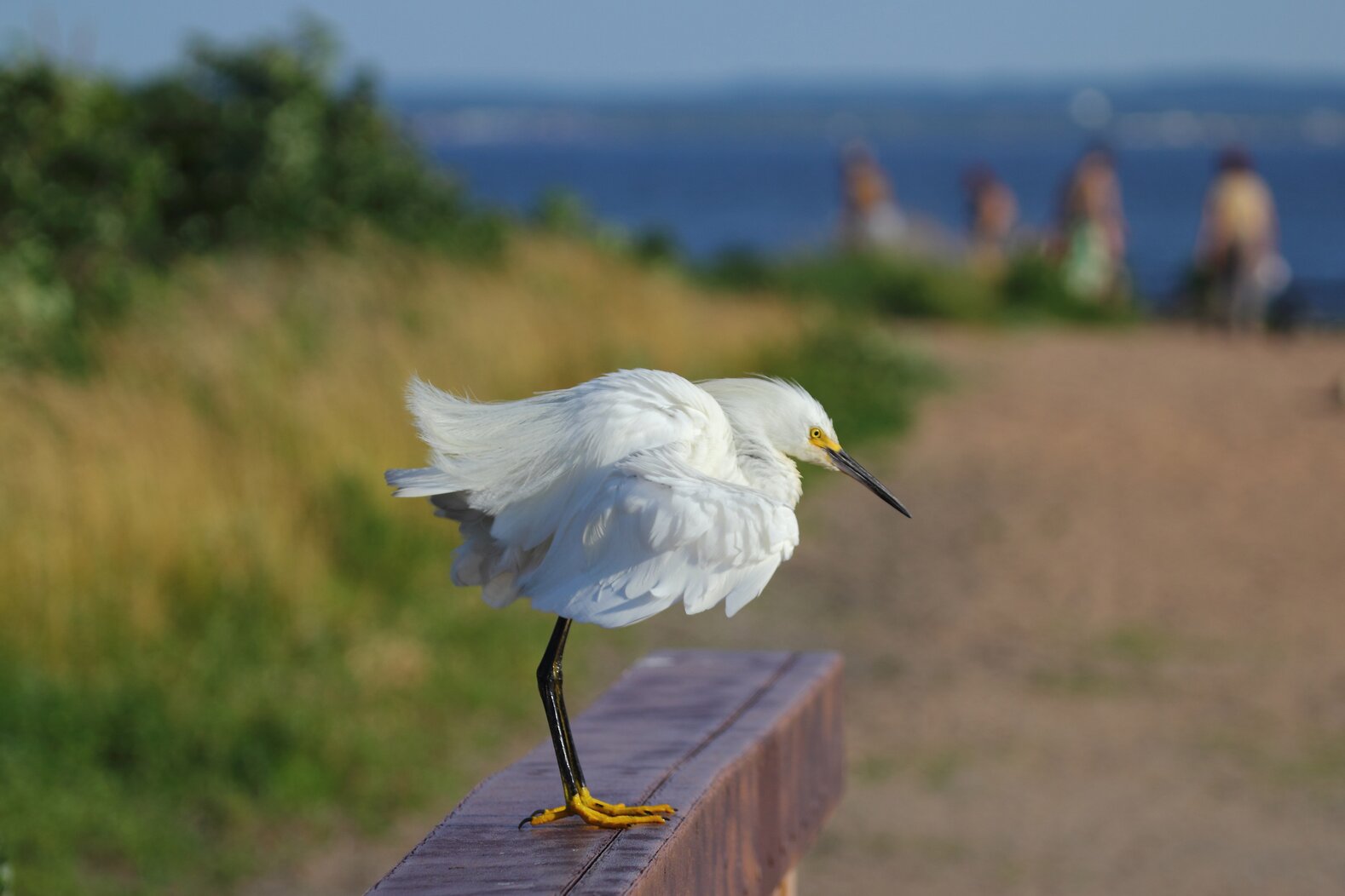 A Snowy Egret visit Lemon Creek Park. Photo: Lawrence Pugliares