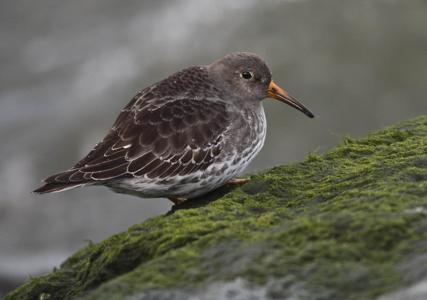 Purple Sandpipers are an occasional winter visitor to American Veterans Memorial Pier. Photo: Benjamin Van Doren