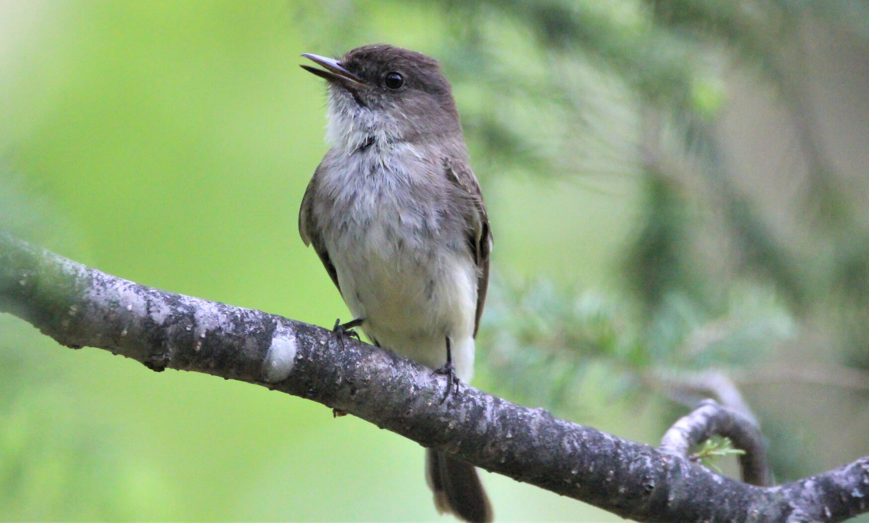 Eastern Phoebes find plenty of food in Blue Heron Park. Photo: Dave Ostapiuk