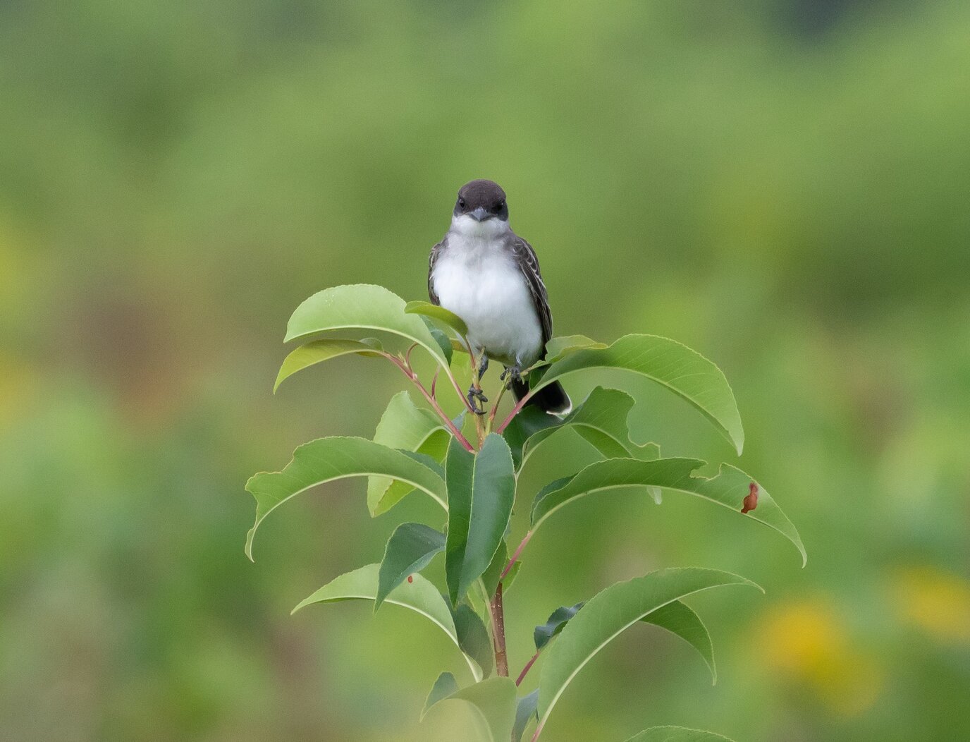 Eastern Kingbirds nest in Owl’s Head Park. Photo: Ryan F. Mandelbaum
