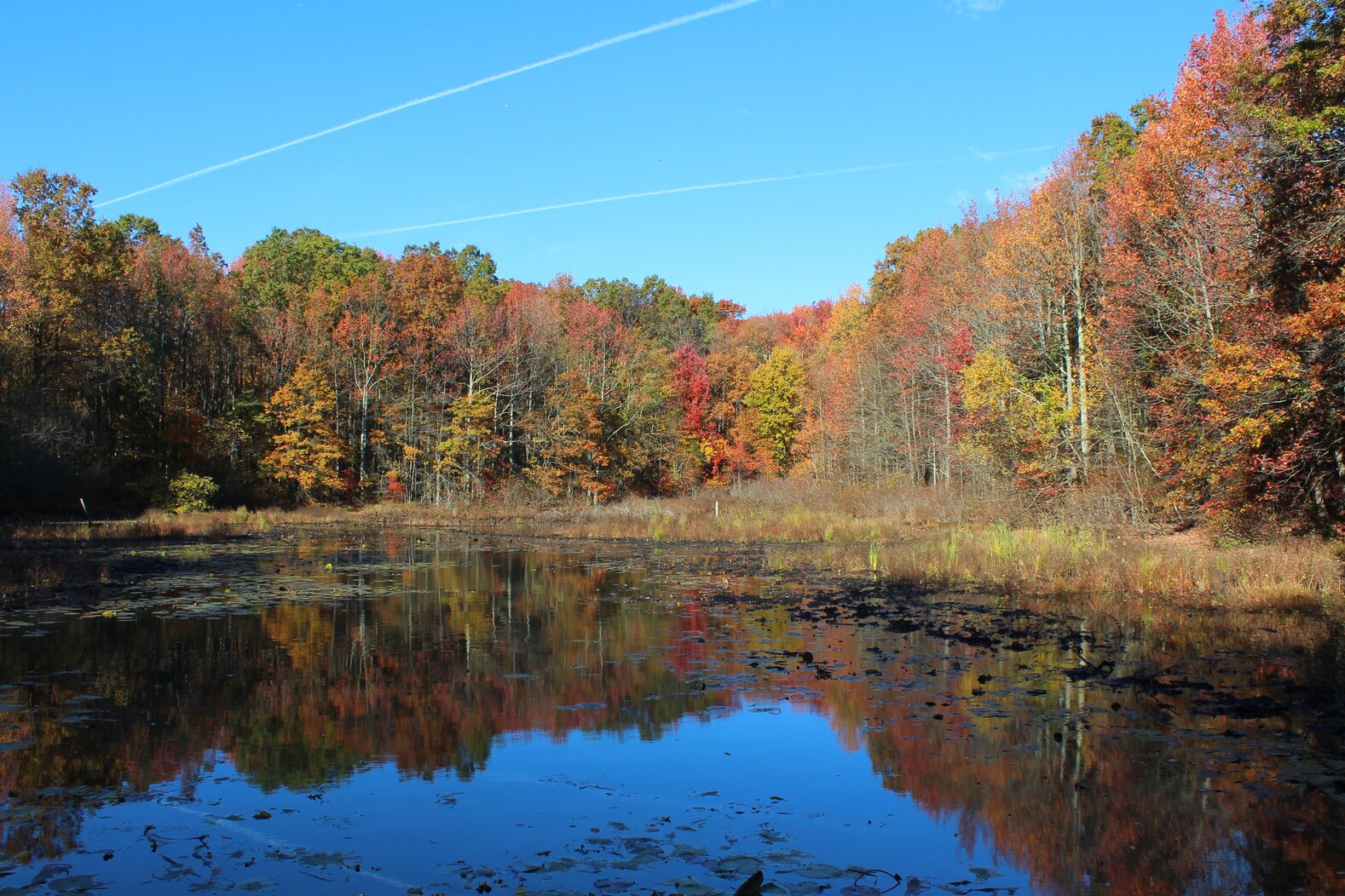 Blue Heron Pond. Photo: Dave Ostapiuk