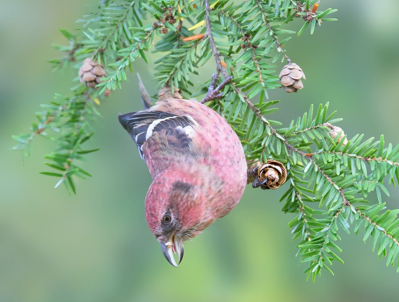 A White-winged Crossbill feeds in Hemlock in the Shakespeare Garden. Photo: David Speiser