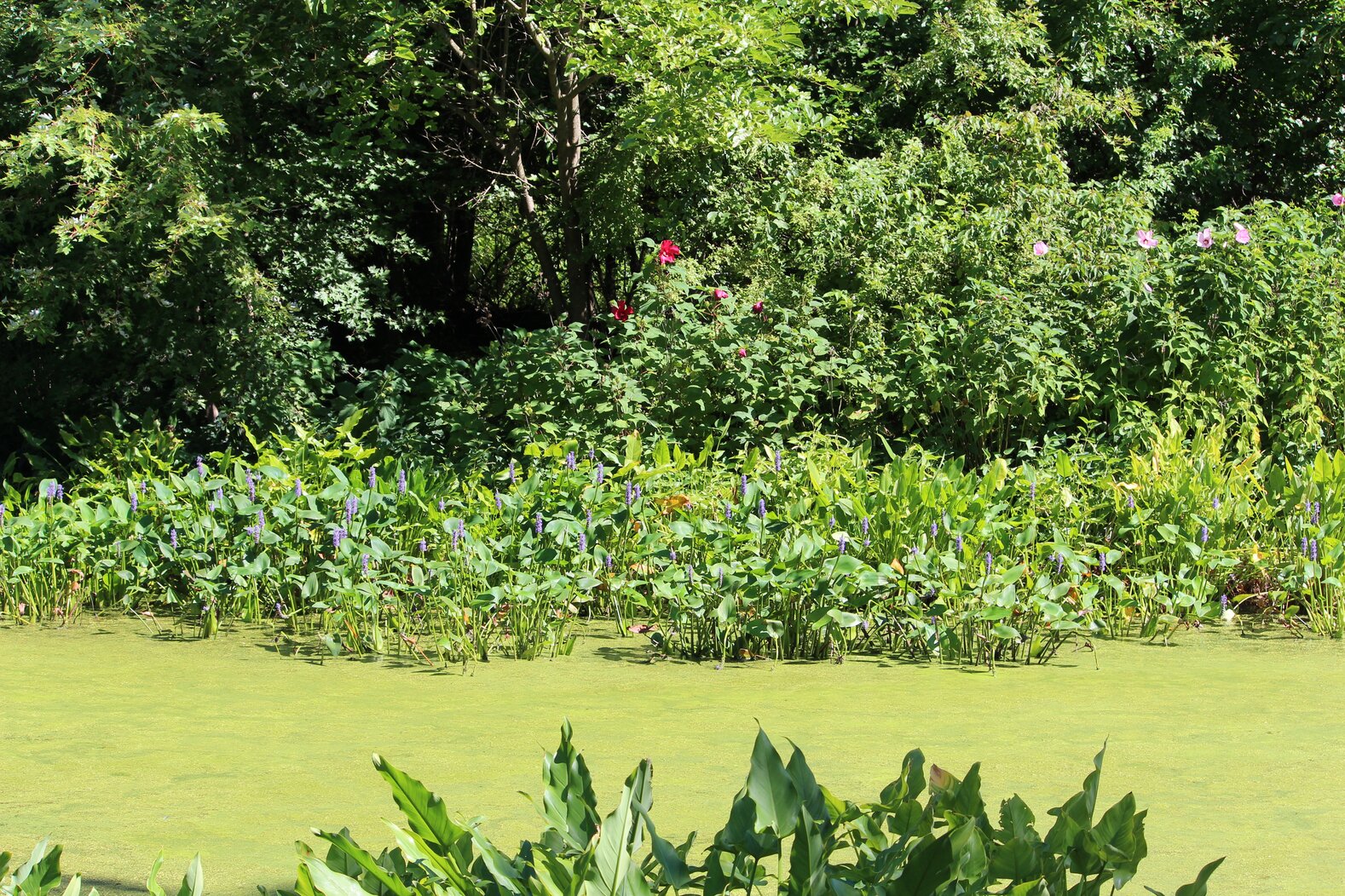 The rich habitat of Blue Heron Pond. Photo: Dave Ostapiuk