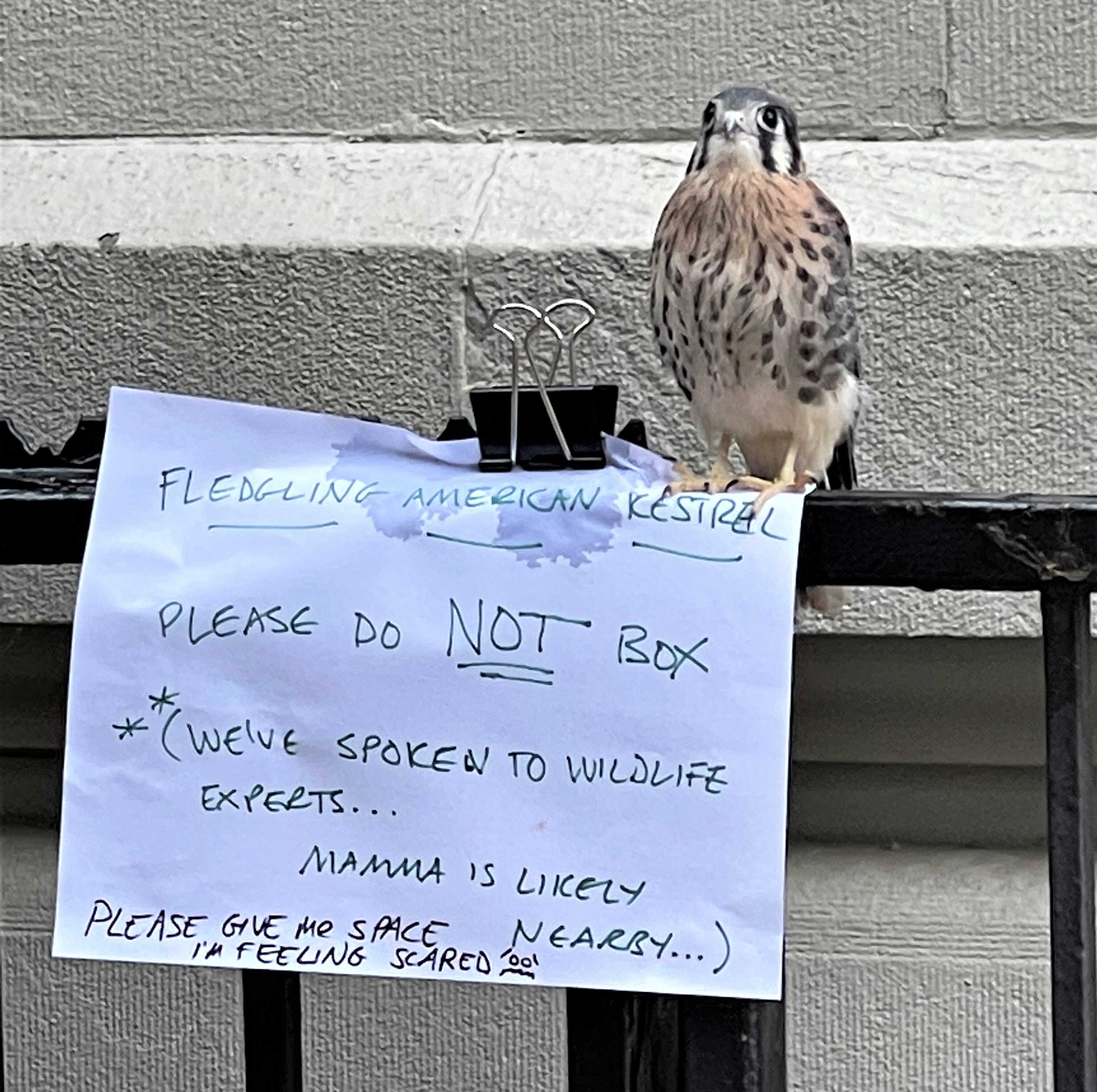 The fledgling American Kestrel, under careful surveillance. Photo: Karen Benfield
