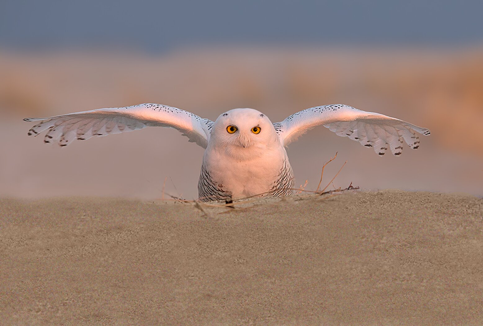 The open beaches and grasslands of New York City provide productive habitat for the Snowy Owl. Photo: <a href="https://www.lilibirds.com/" target="_blank">David Speiser</a>