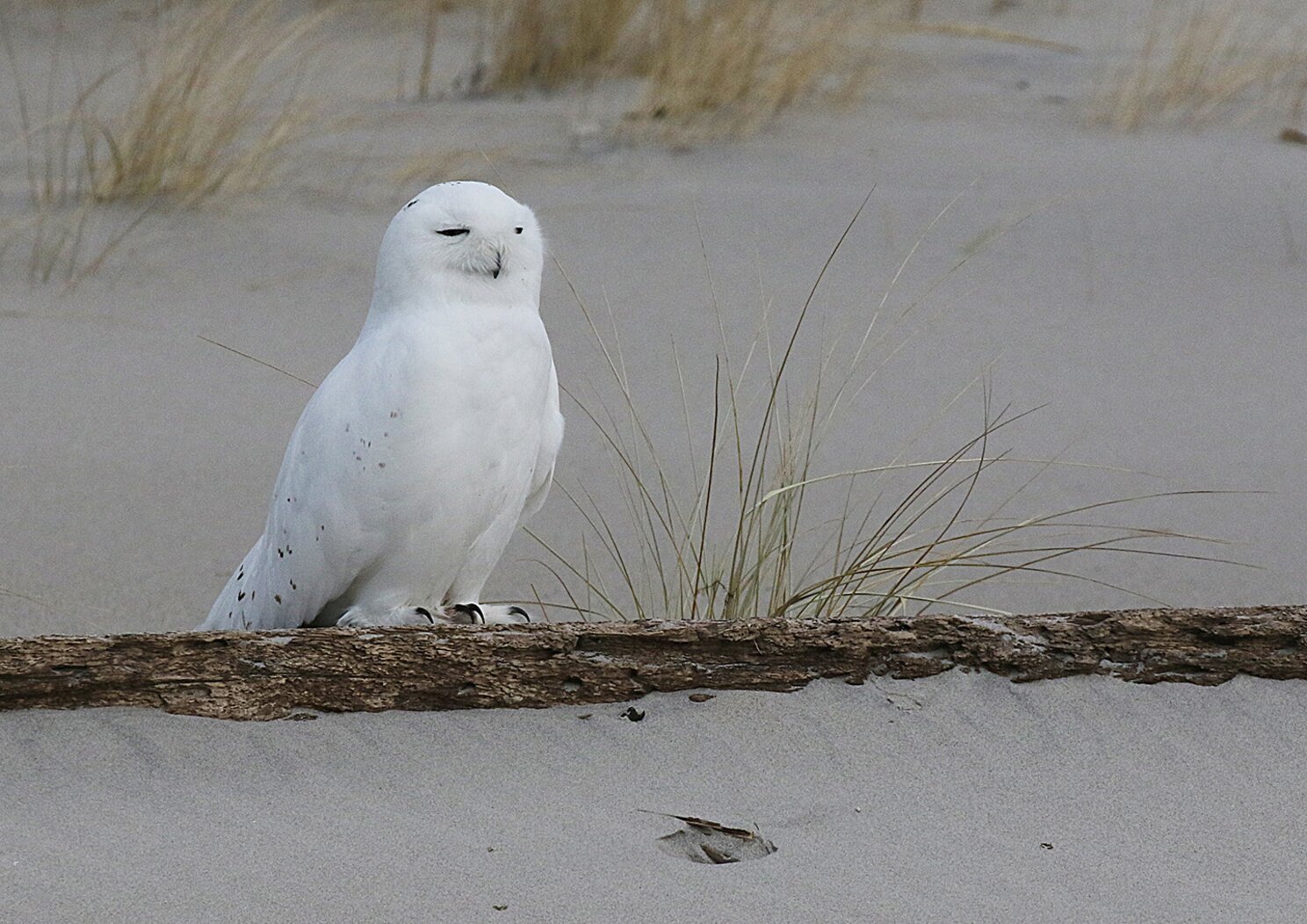 A Snowy Owl stops by the Jamaica Bay Wildlife Refuge. Photo: <a href="https://www.facebook.com/don.riepe.14" target="_blank">Don Riepe</a>