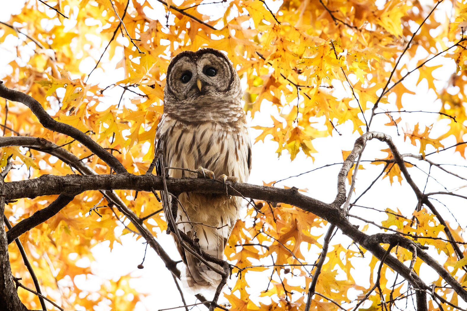 Often one or two Barred Owls winter in Central Park. Photo: François Portmann