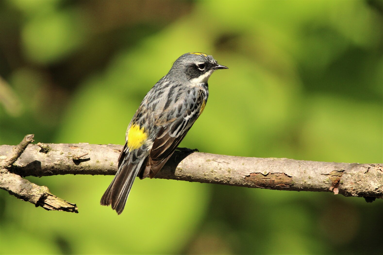 The hardy Yellow-rumped Warbler winters over in Great Kills Park; the male, shown here, gets very colorful by springtime. Photo: Dave Ostapiuk